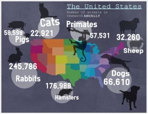 Infographic Animals