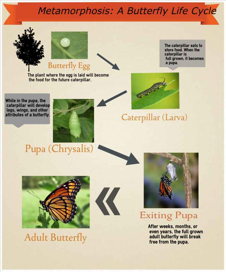 Butterfly life cycle infographic - Simple Infographic Maker Tool by Easelly