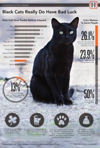 adopt a black cat infographic