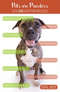 dog-rescue-infographic