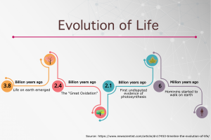 Evolution of life timeline infographic