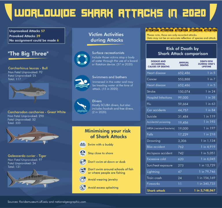 Shark Attack Infographics: Why you don't need to be afraid of sharks.